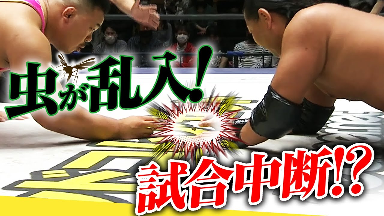 珍事！リングに虫が乱入！試合が中断…!?5.22後楽園ホール大会はWRESTLE UNIVERSEで配信中！｜DDTプロレスリング