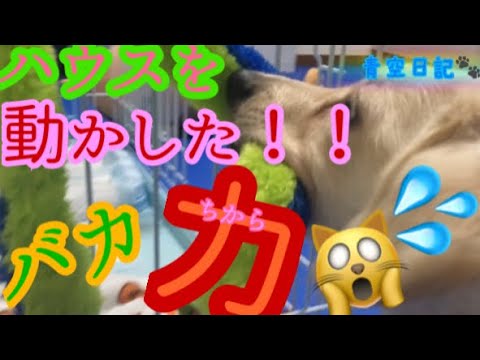 青空日記🐾【#72】お気に入りのおもちゃで荒ぶる犬😱‼️